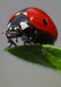 Coccinelle &eacute;clatante sur une feuille verte